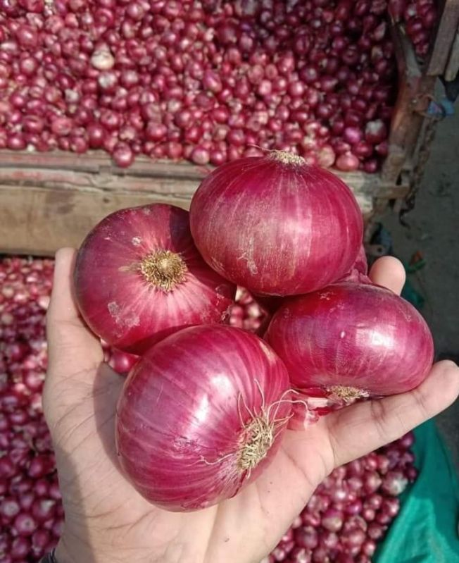B Grade Red Onion