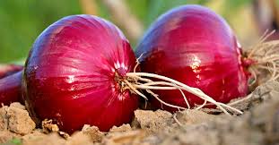 Premium Quality Indian Onions